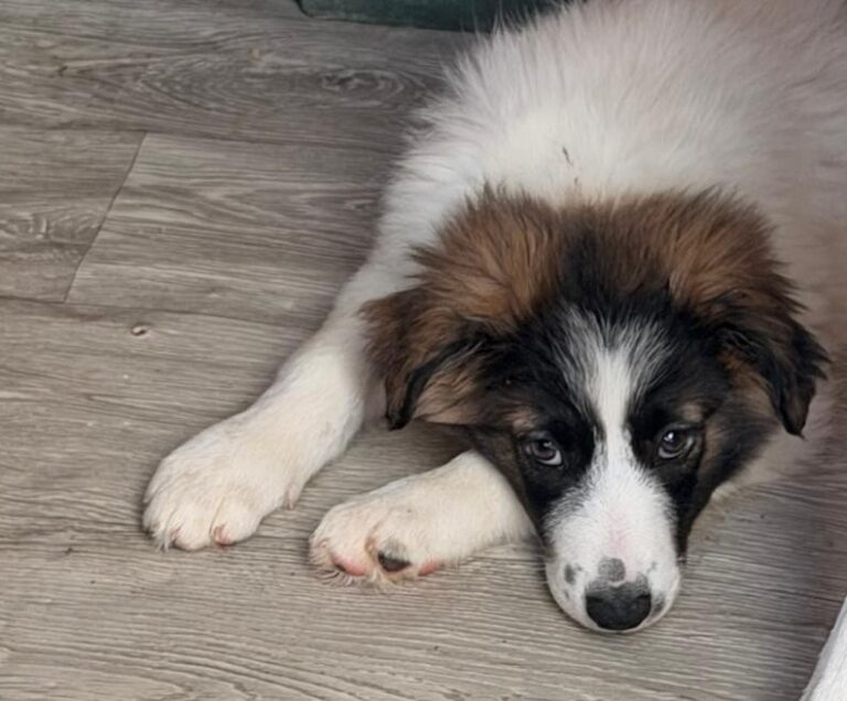 Atlas, a rescue dog looking for a home