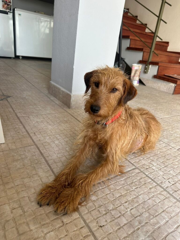 Caramel, a rescue dog looking for a home