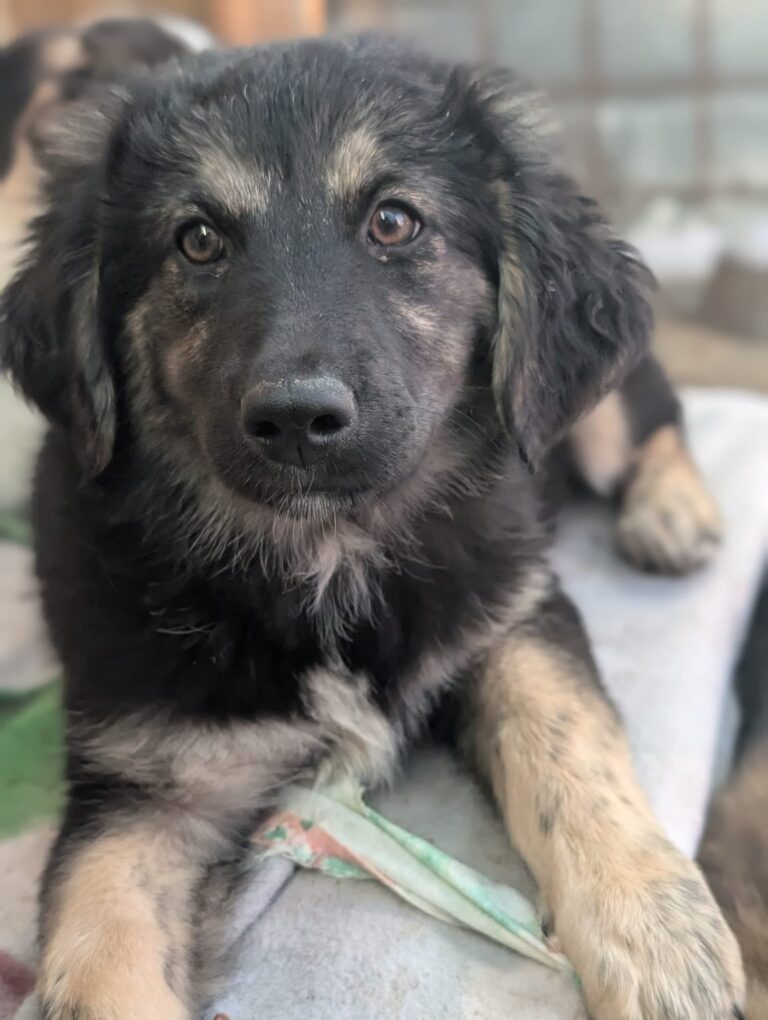 Dahlia, a rescue dog looking for a home