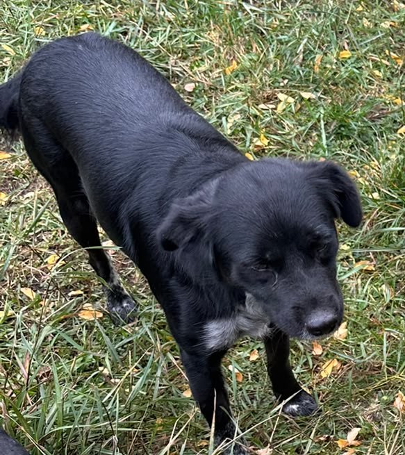 Winnie, a rescue dog looking for a home