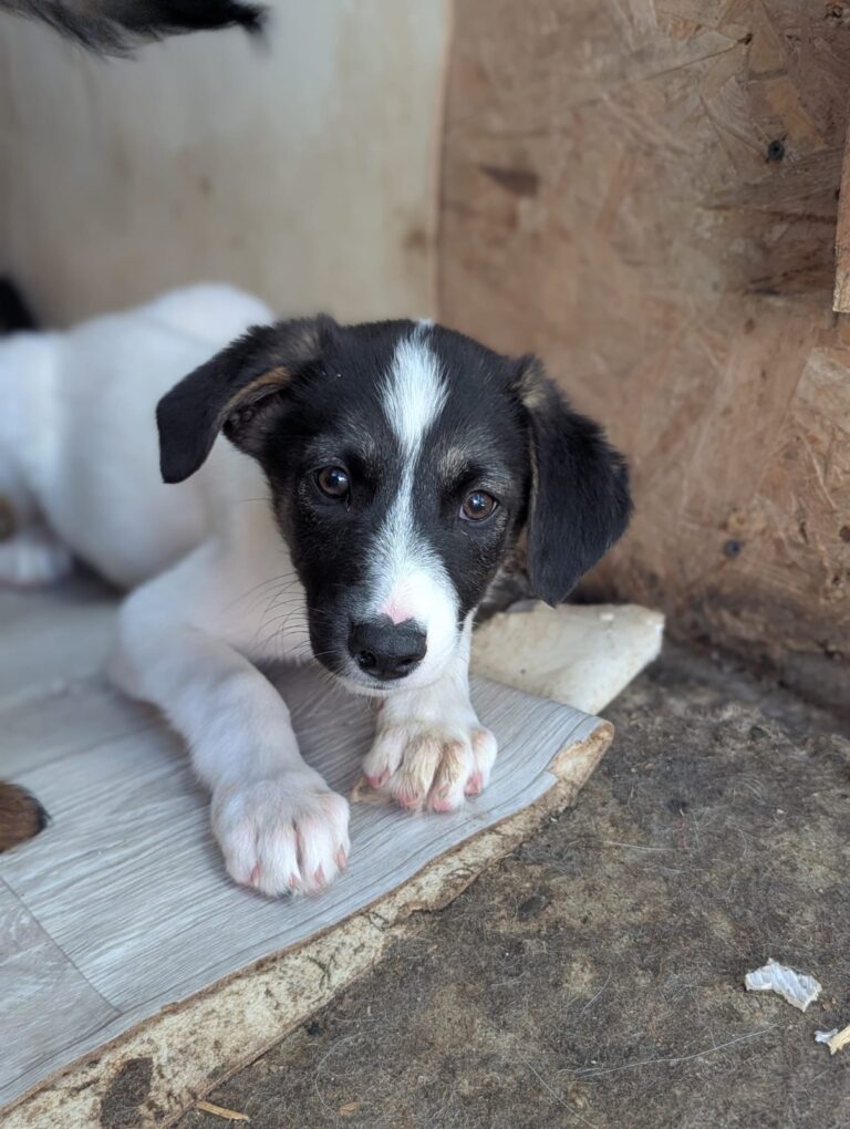 Denali, a rescue dog looking for a home