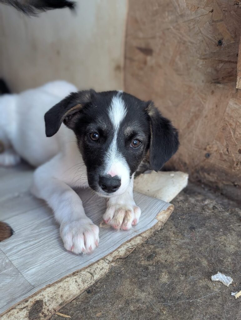 Denali, a rescue dog looking for a home