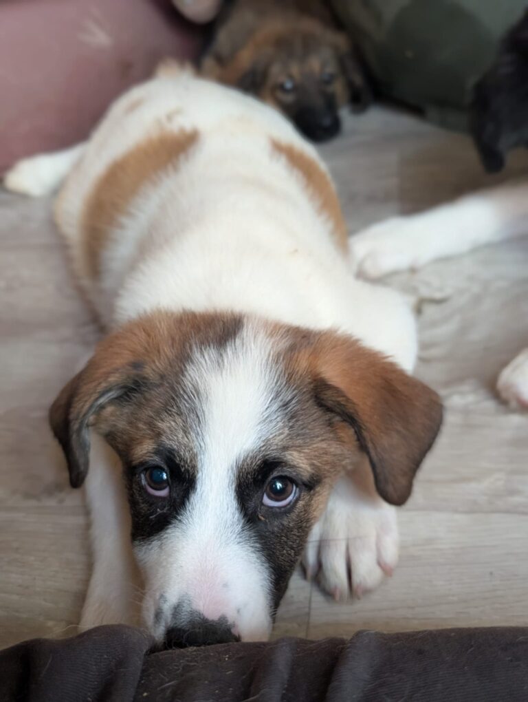 Everest, a rescue dog looking for a home