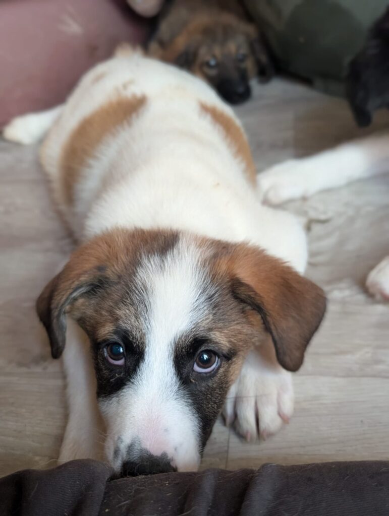 Everest, a rescue dog looking for a home