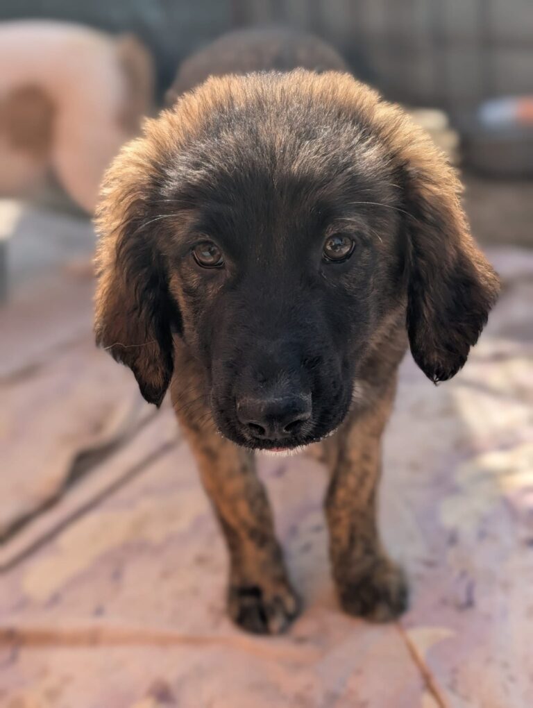 Flora, a rescue dog looking for a home