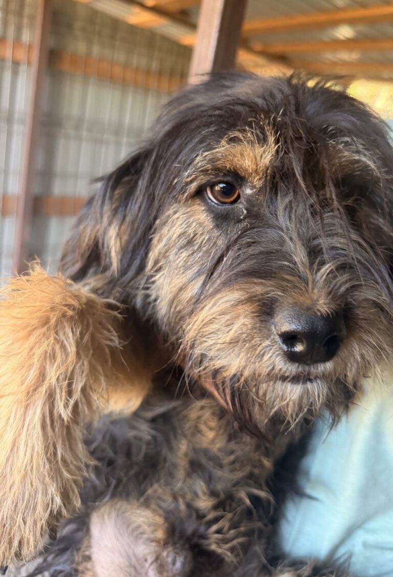 Giusepe, a rescue dog looking for a home