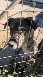 Harry, an older brindle dog with a greying muzzle, looking through a fence