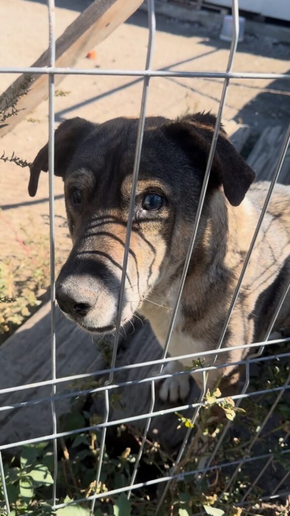 Harry, an older brindle dog with a greying muzzle, looking through a fence