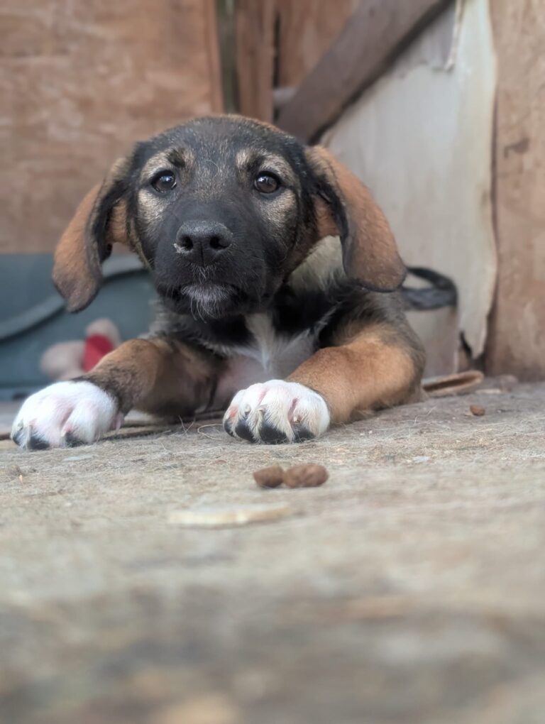 Hazel, a rescue dog looking for a home