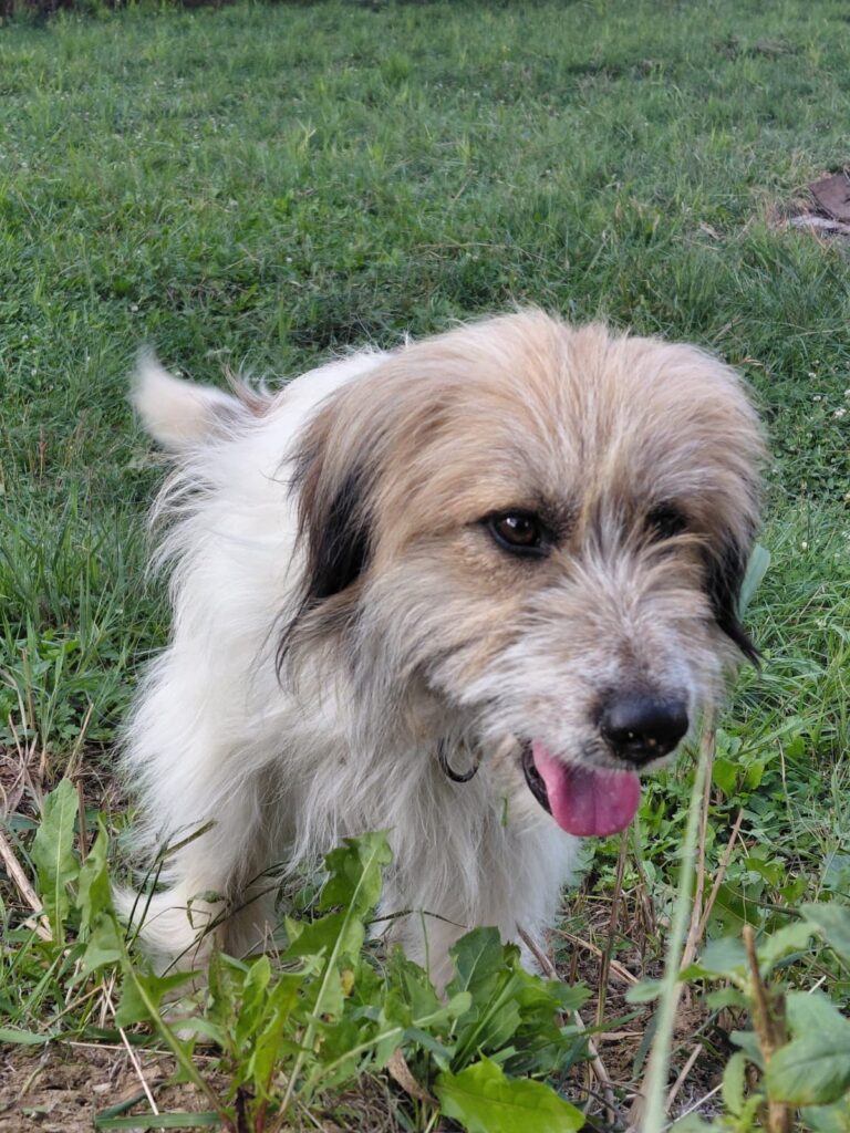 Hermes, a rescue dog looking for a home