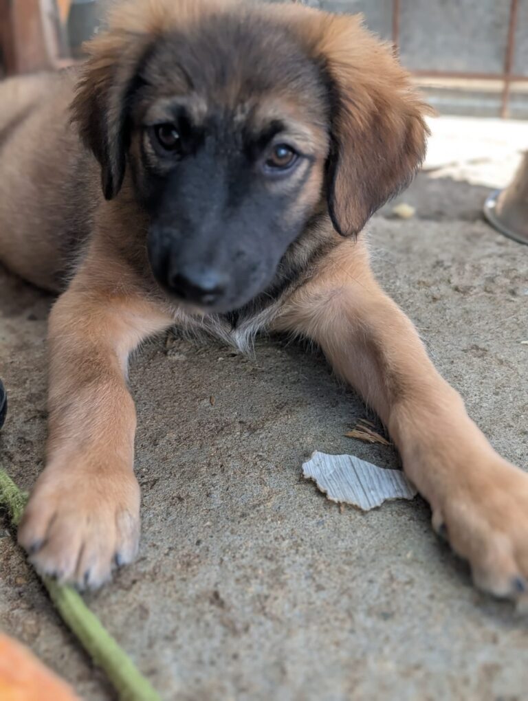 Iris, a rescue dog looking for a home