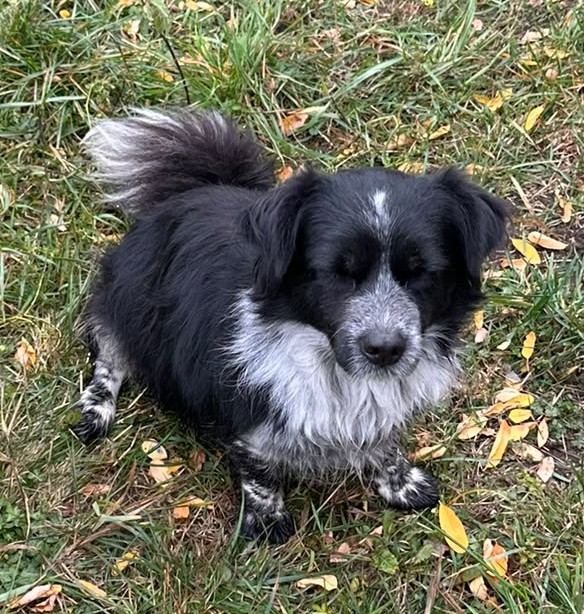 Wilma, a rescue dog looking for a home
