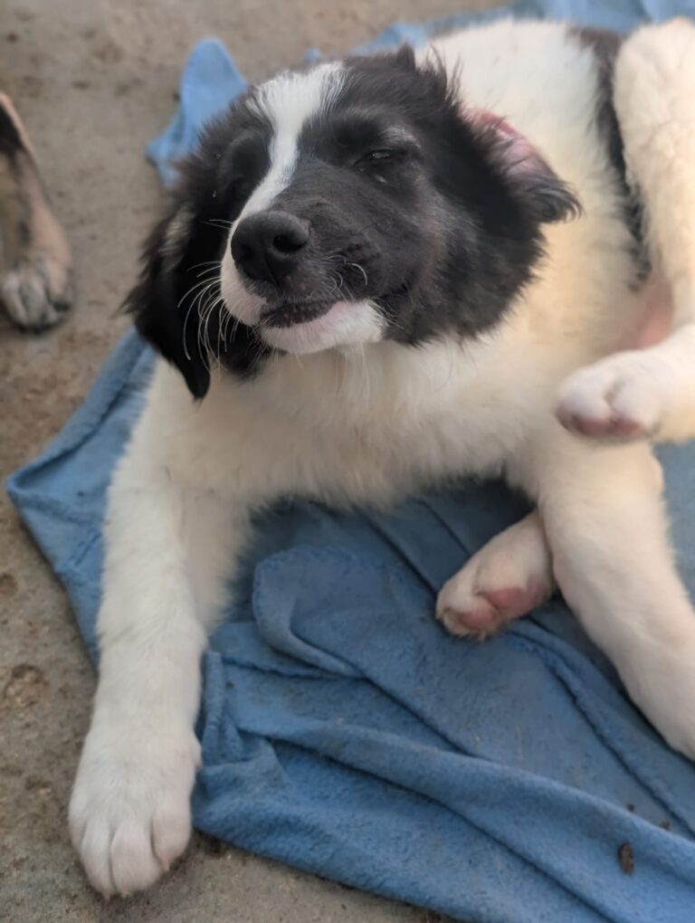 Rainier, a rescue dog looking for a home