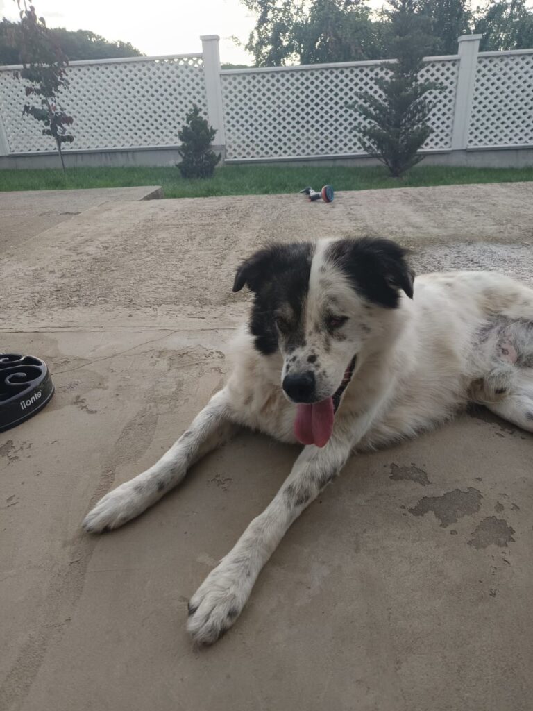 Toni, a rescue dog looking for a home